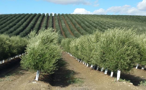 Agricultura Y Universidad De C Rdoba Avanzan En La Obtenci N De Nuevas